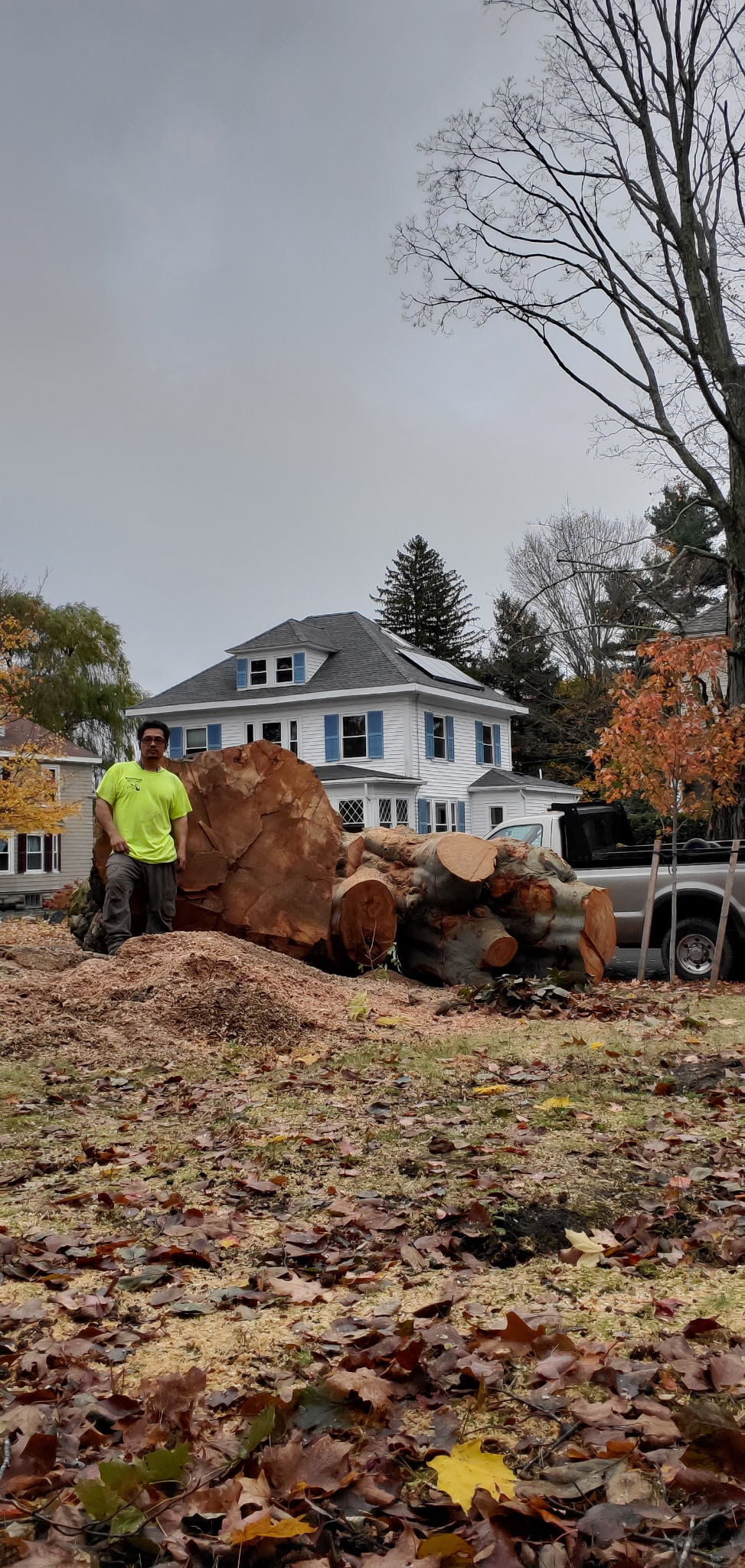 Crew member standing beside massive cut trunk sections from a large tree removal