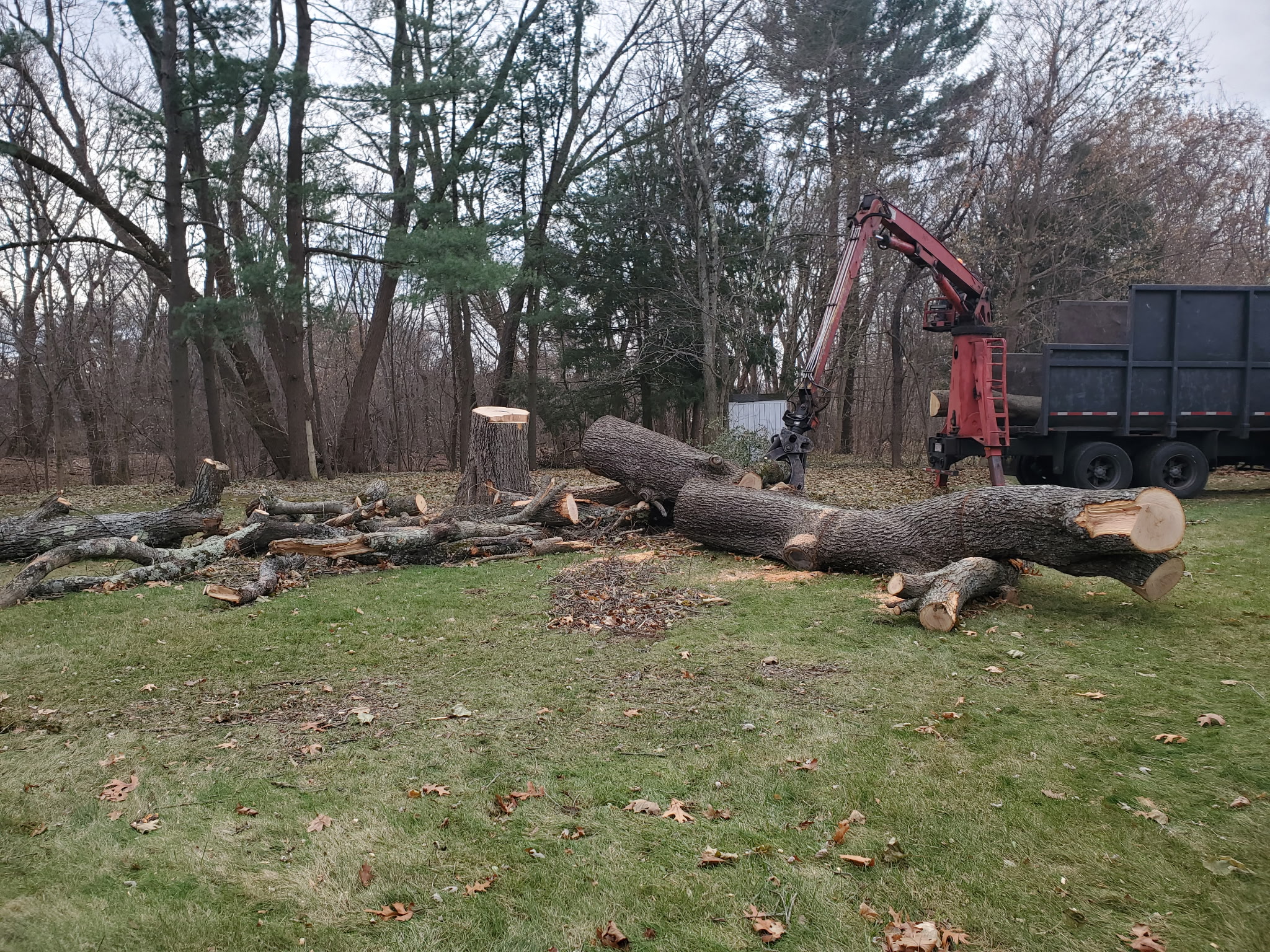 Grapple truck loading cut logs during a backyard tree removal cleanup