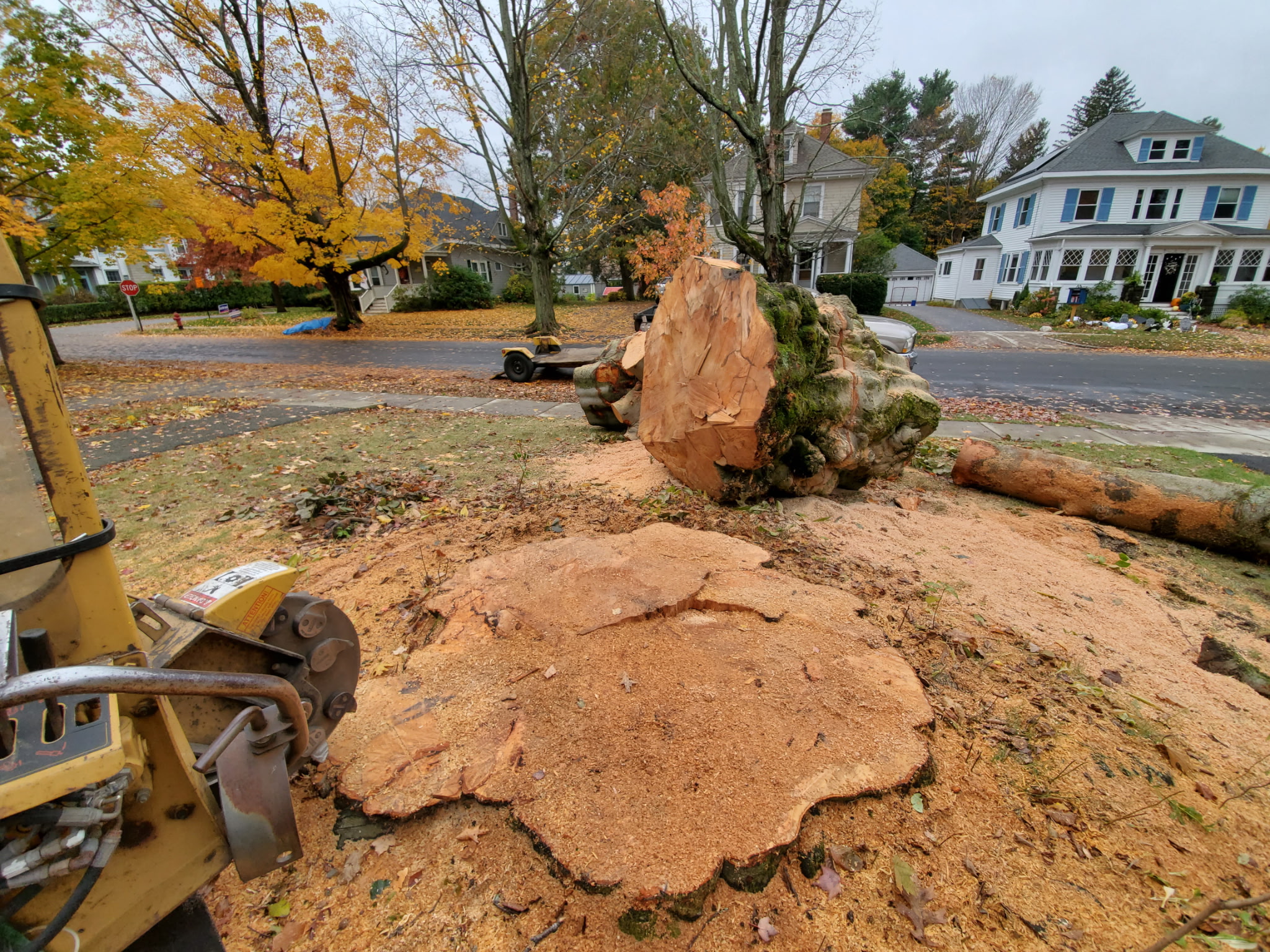 Large stump ground level at the curb during a fall tree removal, cut logs staged nearby