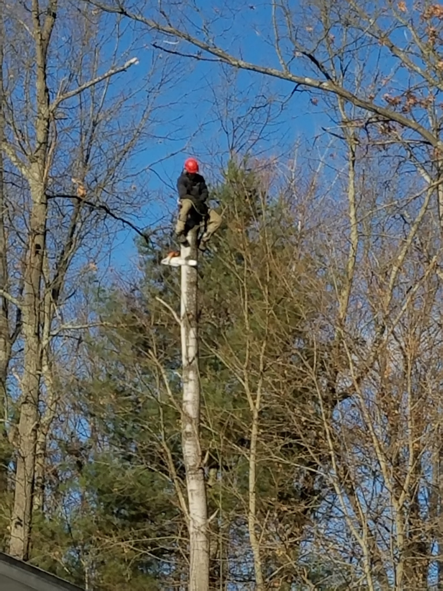 Climber topping a tall tree, working near the crown in a red safety helmet
