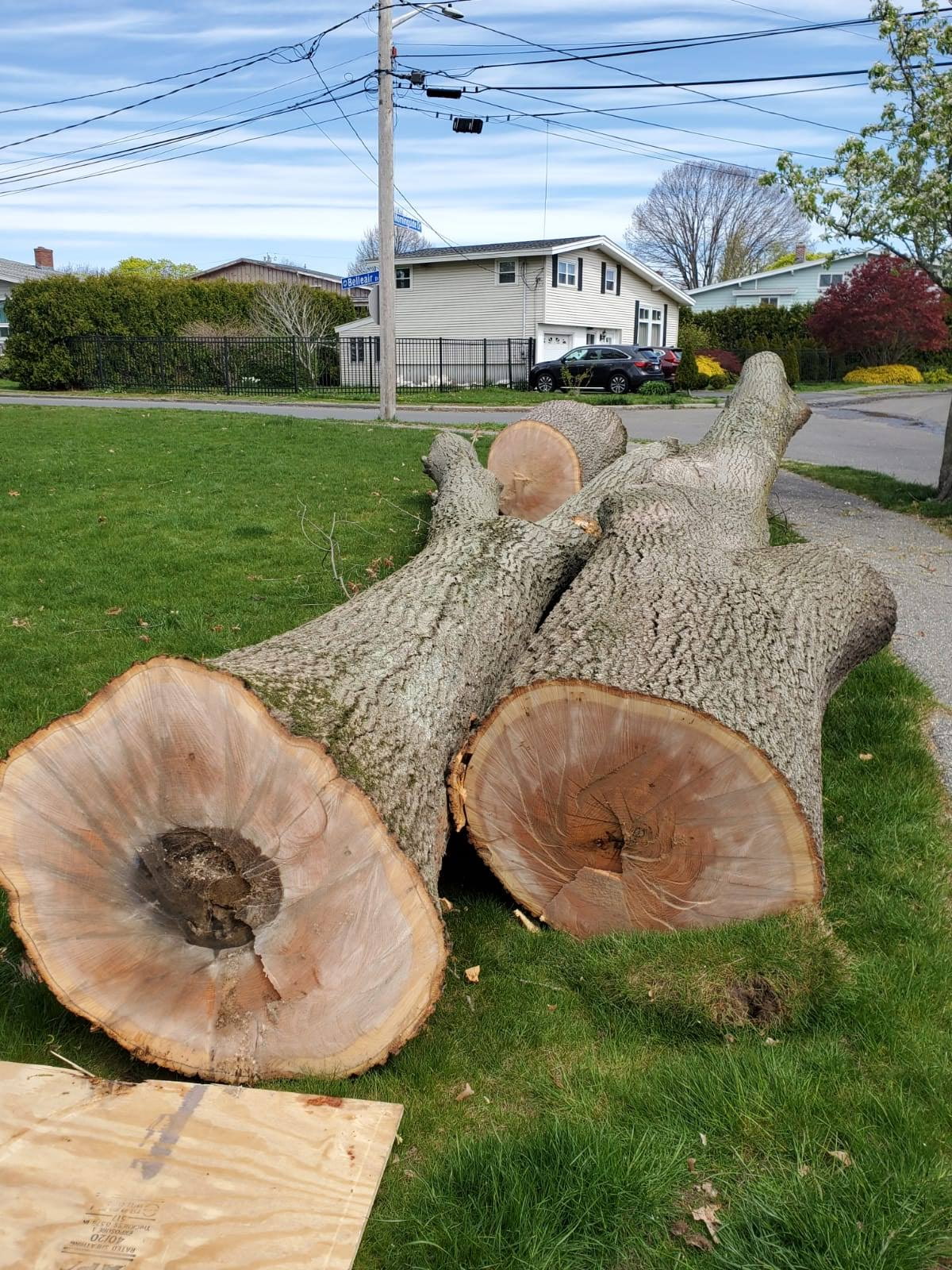 Large tree sections cut and laid curbside after a spring removal job